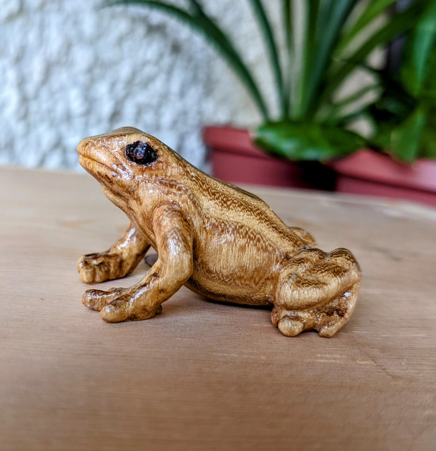 Acacia Dart Frog