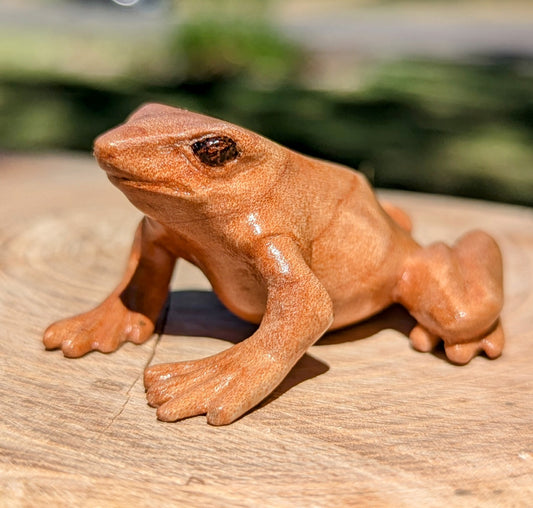 Figured Maple Dart Frog