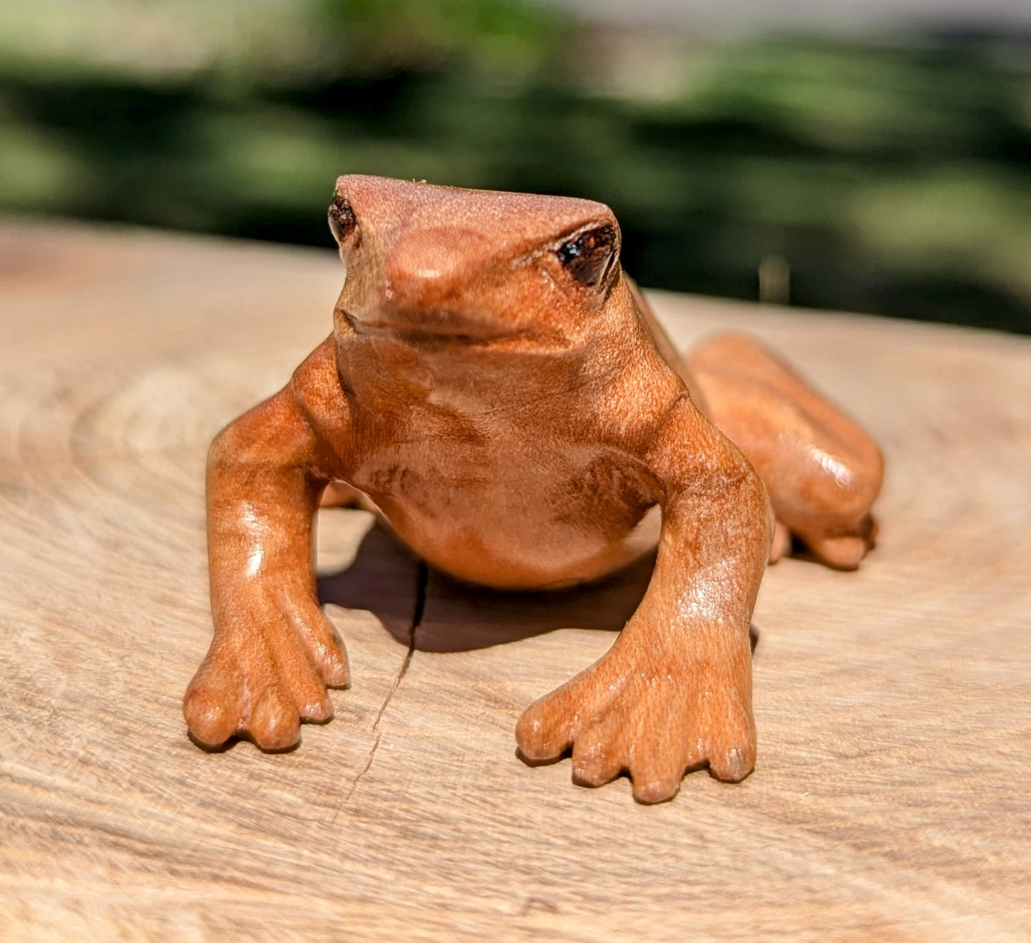 Figured Maple Dart Frog