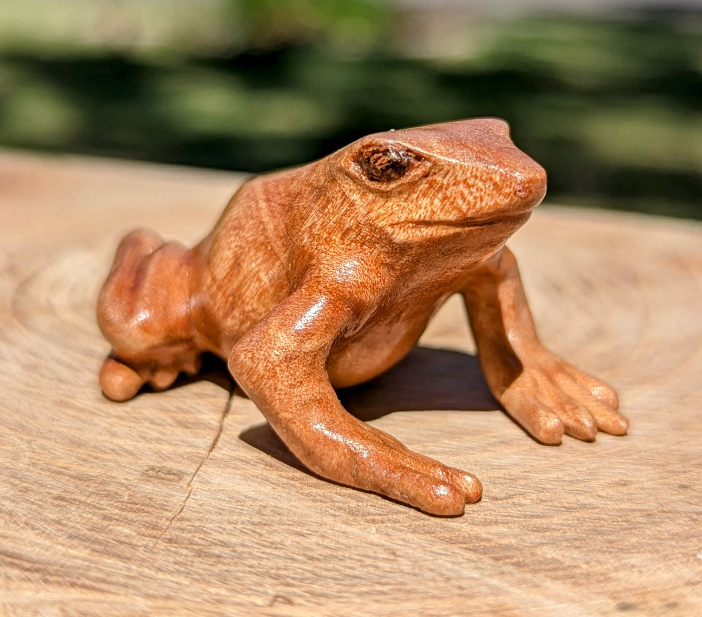 Figured Maple Dart Frog