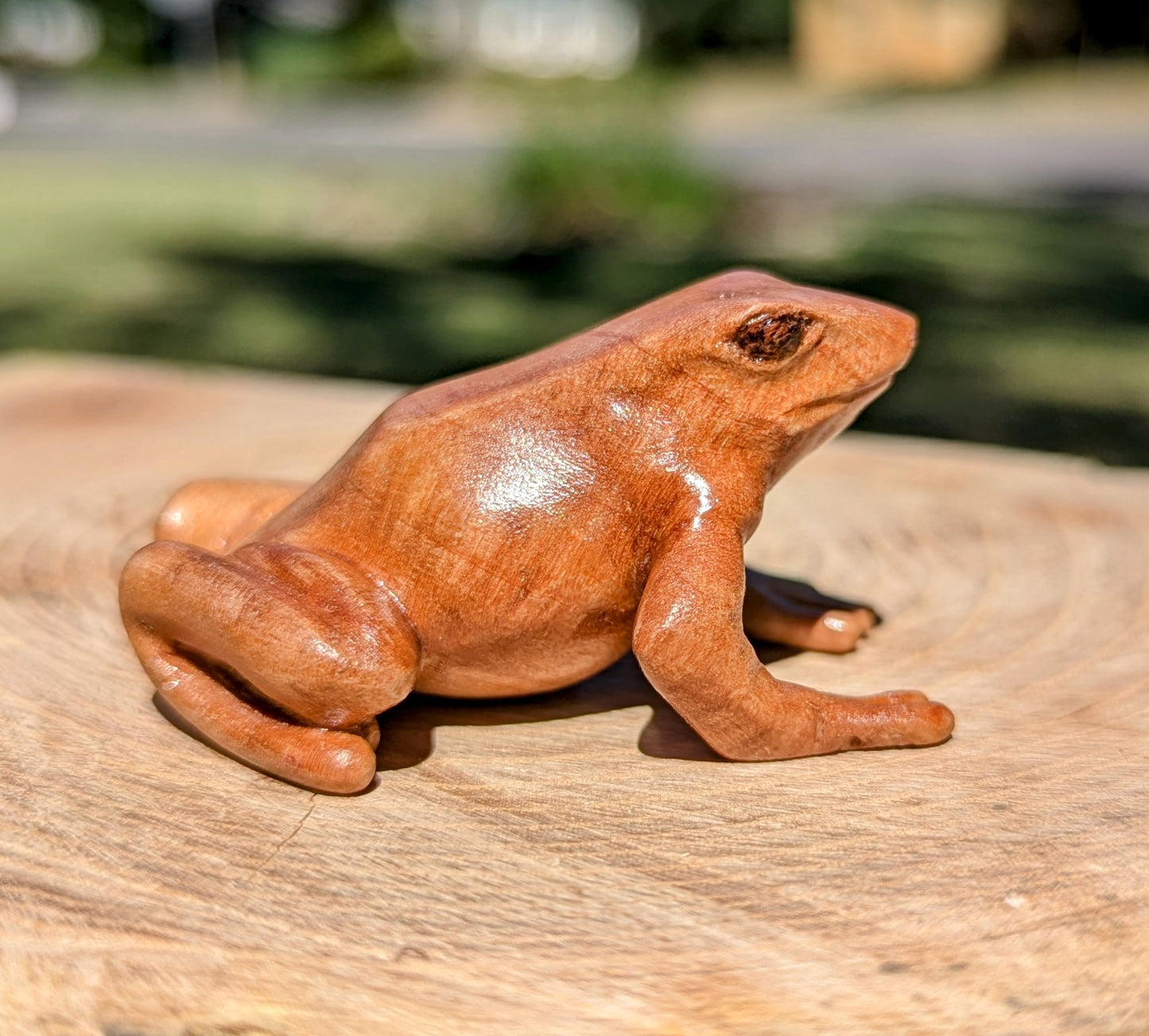 Figured Maple Dart Frog