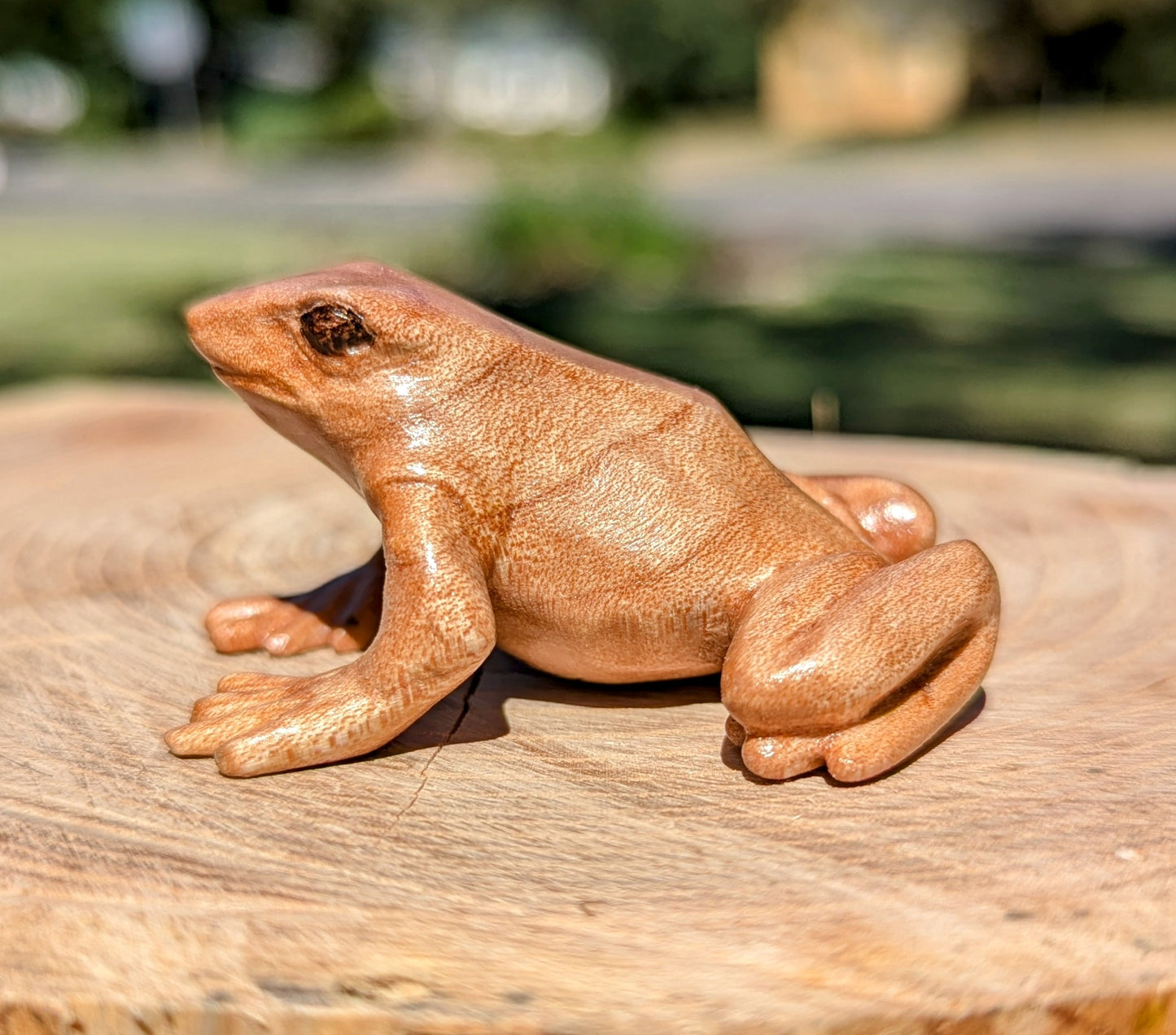 Figured Maple Dart Frog