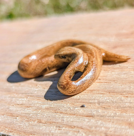 Acacia Snake