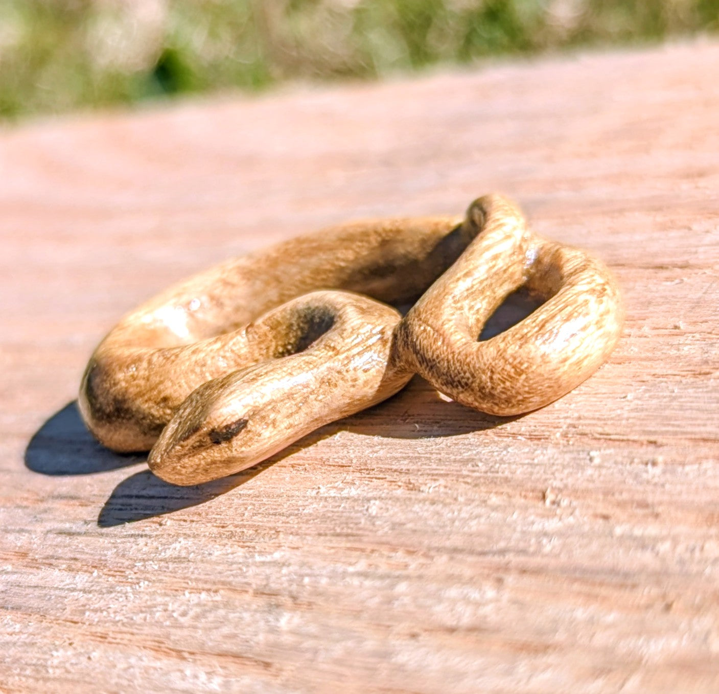 Acacia Snake