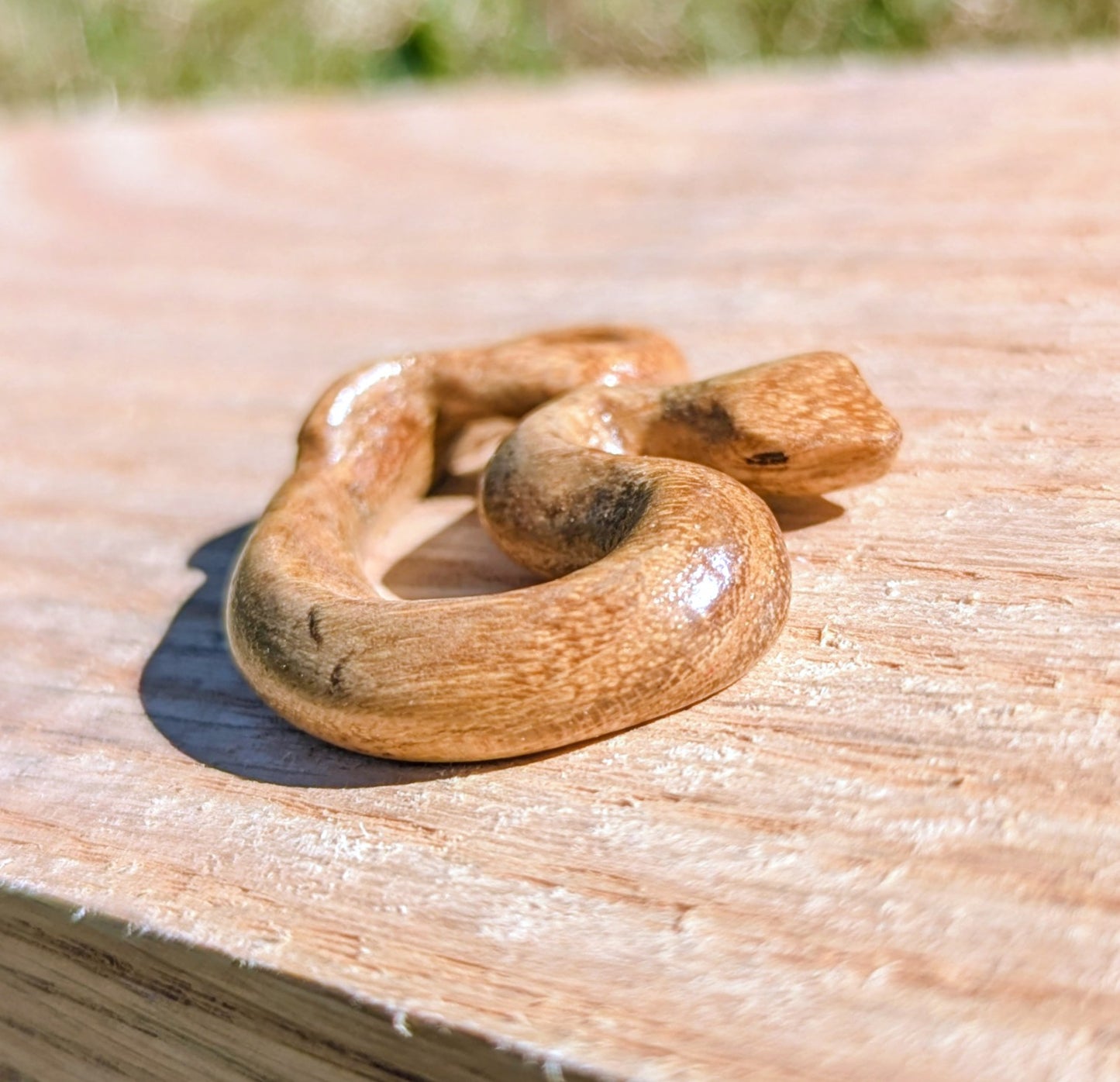 Acacia Snake